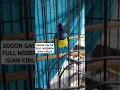 Download Lagu SOGON NGEBREN GACOR ISIAN CIBLEK UNTUK PANCINGAN BURUNG BAHAN