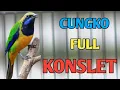 Lagu KONSLET❗❗ CUCAK CUNGKOK KONSLET ISIAN TUPAI KELAPA