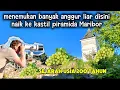 Download Lagu Paradijs van wilde druiven langs de heuvels || Piramidekasteel van Maribor 🇸🇮