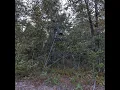 Game Winner 10ft Tripod Stand Setup