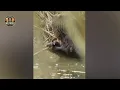 Craziest Hyena Attacks Ever Caught On Camera #wildanimals | Animal Documentary #350