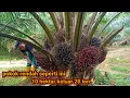 Download Lagu panen sawit  pokok rendah 10 hektar || kebun tetangga jauh berbeda