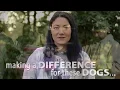 Dog Gone Seattle 500 Lives Saved in 2018