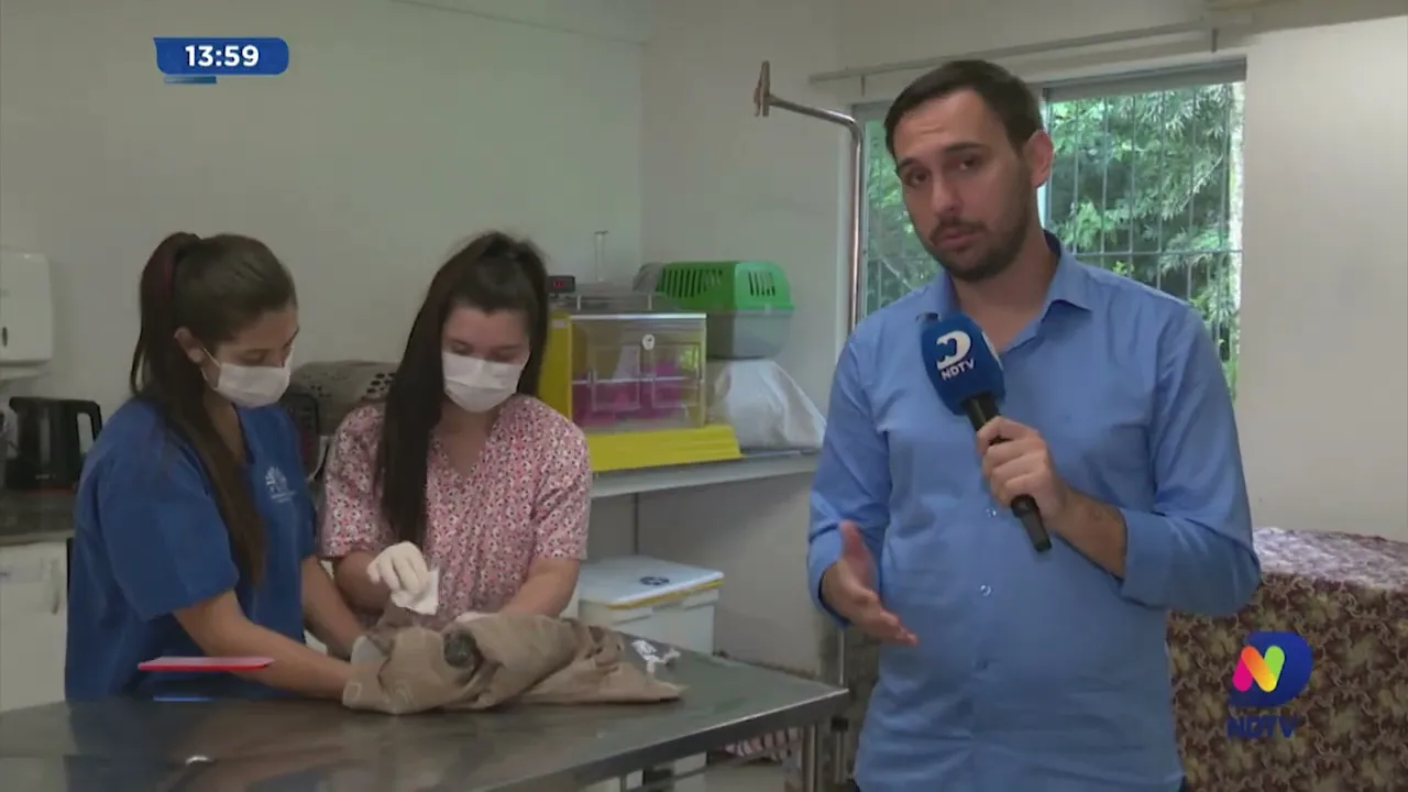 Saasblu atendeu mais de 700 animais silvestres entre 2022 e 2023