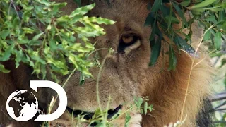dave salmoni has a dangerous close call with a wild male lion into the lion s den