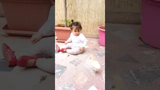 هروب سريع من حيوان مفترس هههههه اطفال كيوت كتاكيت بيبي صيصان 