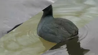 صوت دجاج الماء 