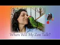 At What Age Do Amazon Parrots Start To Talk