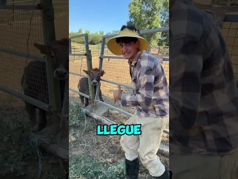SALVO la VIDA a una VACA ENCERRADA en la VALLA de la GRANJA!