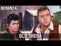 Download Lagu Bonanza - Old Sheba |  Episode 178 | TV Classic | Cult Western | Wild West | Cowboy