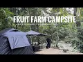 Download Lagu Fruit Farm Campsite | River Camping in a Tropical Orchard – Durian, Ikan Bakar \u0026 Malam Sunyi