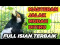 Lagu JALAK SUREN GACOR FULL ISIAN AMPUH cocok buat PANCINGAN MASTERAN SEMUA BURUNG JALAK BIAR CEPAT GACOR