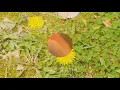 [자막 Fan M/V] OOHYO(우효) _ Dandelion (single ver.)(민들레 (single ver.))