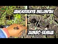 Lagu JANGKRIKNYA MASIH MELIMPAH SPEK ADUAN 80 % JLITENG SEMUA ! #ngoborjangkrik #jangkrikaduan #jliteng