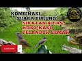 Download Lagu Kombinasi suara burung kaso kaso||sikatan kipas||pelanduk semak#pikatburung#jaringburung#burunggacor