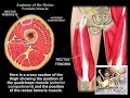 Anatomy Of The Rectus Femoris Muscle - Everything You Need To Know