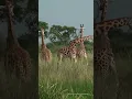 Download Lagu POV: You're in the African Savannah 👀