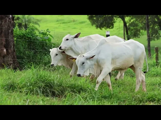 3 Novilhas Nelore P.O.