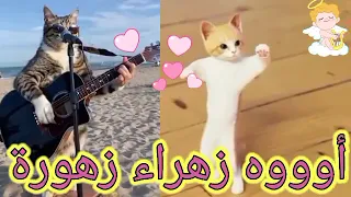  اغنية زهراء زهرة الحلوة اغنية زهراء السعودية الكويت العراق تركيا قطر البحرين الجزائر دبي جده الرياض دندنها