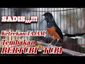 Download Lagu Masteran MATERI, Pancingan EMOSI dengan suara KETREKAN TAJAM | pancingan murai batu cepat gacor