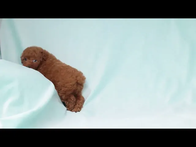 動画