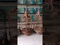 sangkar bulat ukir buat burung Anis merah | merah putih bird shop