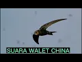Download Lagu suara walet China terbaik