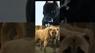 Pitbull VS TURKISH KANGAL CANE CORSO GERMAN SHEPHERD MOST INTIMADATING DOG BREED  Pitbull VS TURKISH KANGAL CANE CORSO GERMAN SHEPHERD MOST INTIMADATING DOG BREED