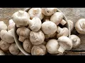 Here s How To Tell If Your Mushrooms Have Gone Bad
