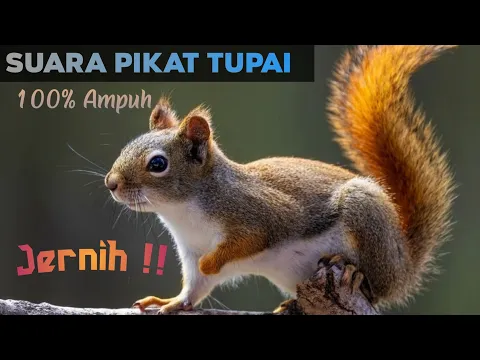 Download MP3 Suara pikat tupai 1 jam full tanpa intro..cocok untuk nyangong