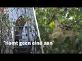 Download Lagu Nest van Aziatische hoornaar na 20 uur zoeken gevonden | RTV Utrecht