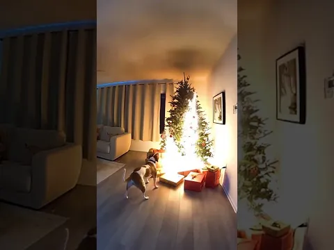 This dog saw the worst 😱😮