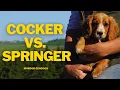 Which Is Easier To Train Cocker Spaniels vs Springer Spaniels