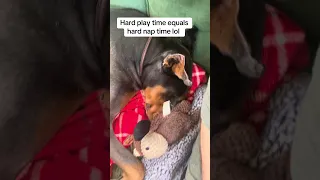 Play hard .. nap hard lol . #Fyp #dream #pets #doberman