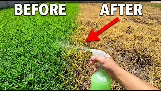 The Best DIY Weed Killer That Actually Works!