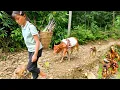 Download Lagu The cow followed the highland girl to pick bamboo shoots and found many crabs to sell, daily life