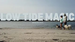 Low Tide Magic Topsail Island NC Sandbar Treasures Coastal Creatures