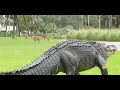 Massive alligator takes casual stroll through South Carolina golf course
