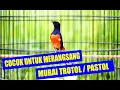 Download Lagu suara awalan murai batu emosi dan ngtrek