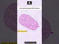 Download Lagu How Bacteriophage ( Virus ) kills Bacteria 🦠   #neetpreparation #motivation #animation #shots