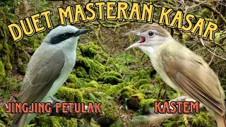 jingjing petulak dan kapas tembak masteran burung lombahan variasi tembakan panjang