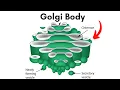 Golgi body Location and Function