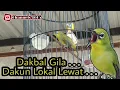 Lagu Pleci Dakbal Kalau Sudah Ngunci, Dakun Lokal Lewat