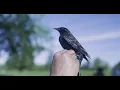 State of Change 2025 Invasive Birds