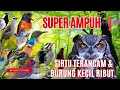 Suara Pikat Burung Kecil Ribut Kombinasi Sirtu Terancam Paling Ampuh.