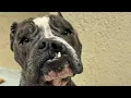 Lagu Dog wants to be babied after escaping euthanasia