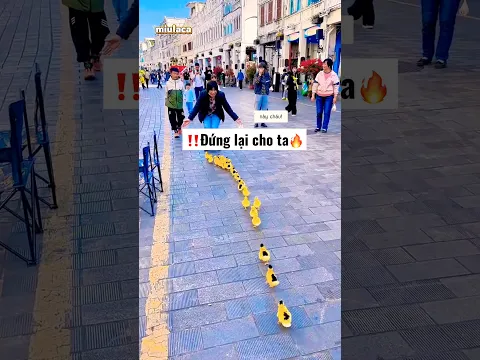 Thử thách dắt đàn vịt đi lượn phố p2