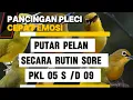 Download Lagu Terapi pleci koloni ll membuat pleci birahi dan emosi nembak bongkar materi