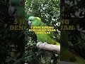 Download Lagu 5 jenis burung yang kicaunnya keras yang ke 1 burung KAKATUA MALUKU