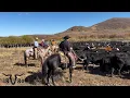 Download Lagu Surprise On The Desert/ Colorado Calves Are Gone!